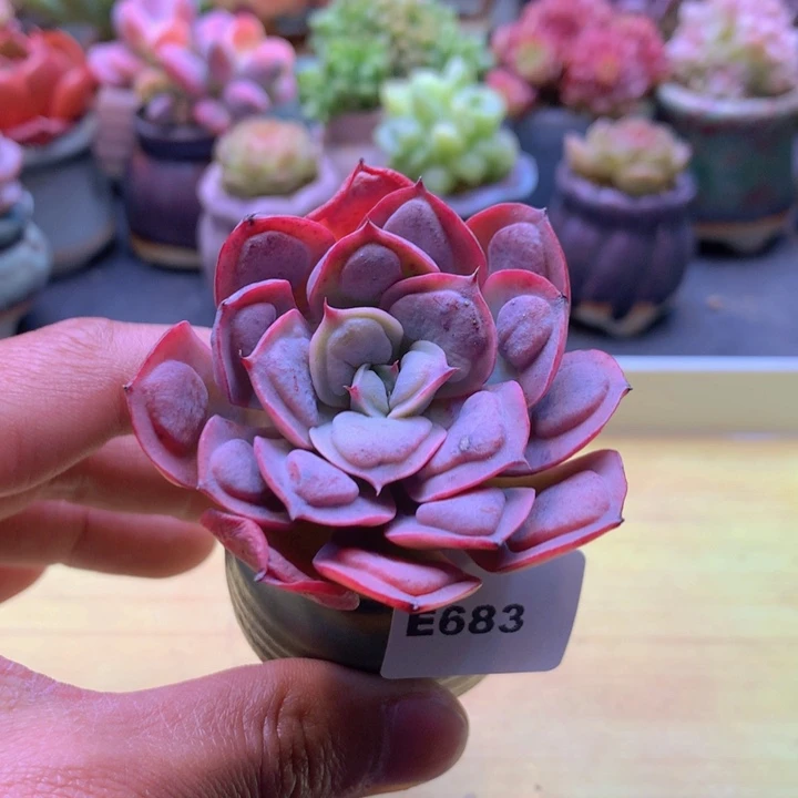 一物一拍满38包邮 E683