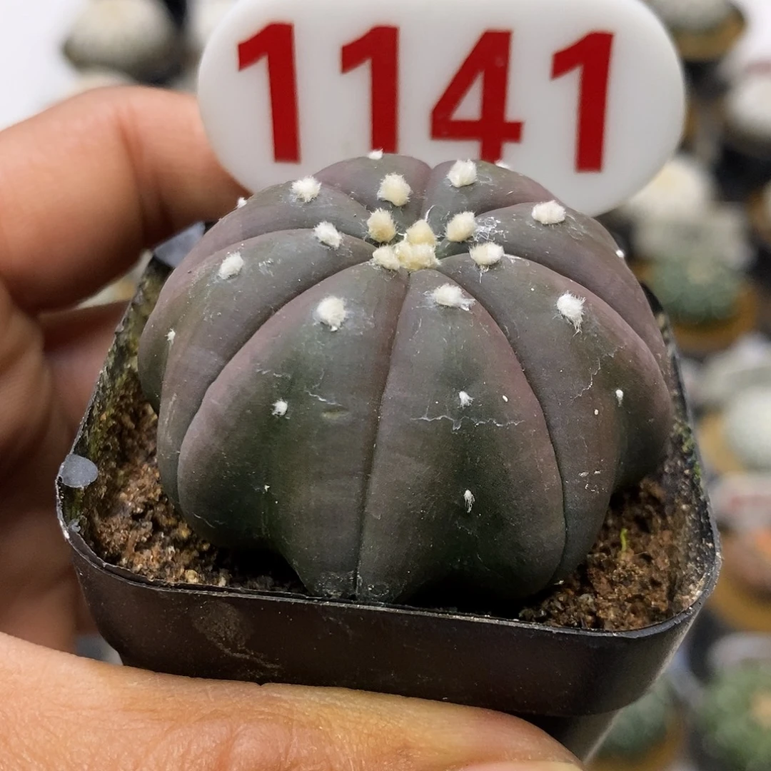 1141紫皮海星福利特价咯