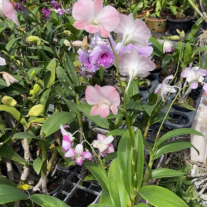 当前无花朵，栽培后可花朵红蜜桃466