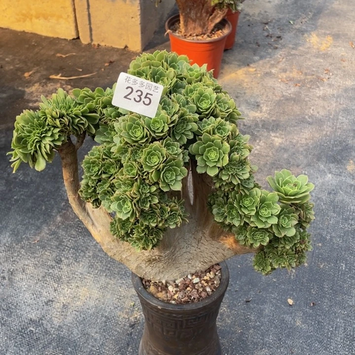 235号绿阳法师朵朵有三伤