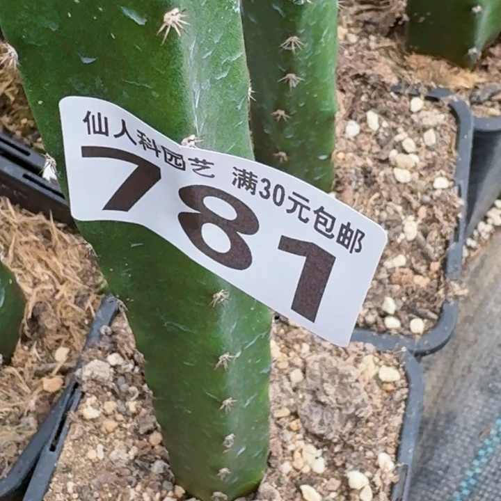 虎***森无花朵福利2颗苗接大尤781有伤