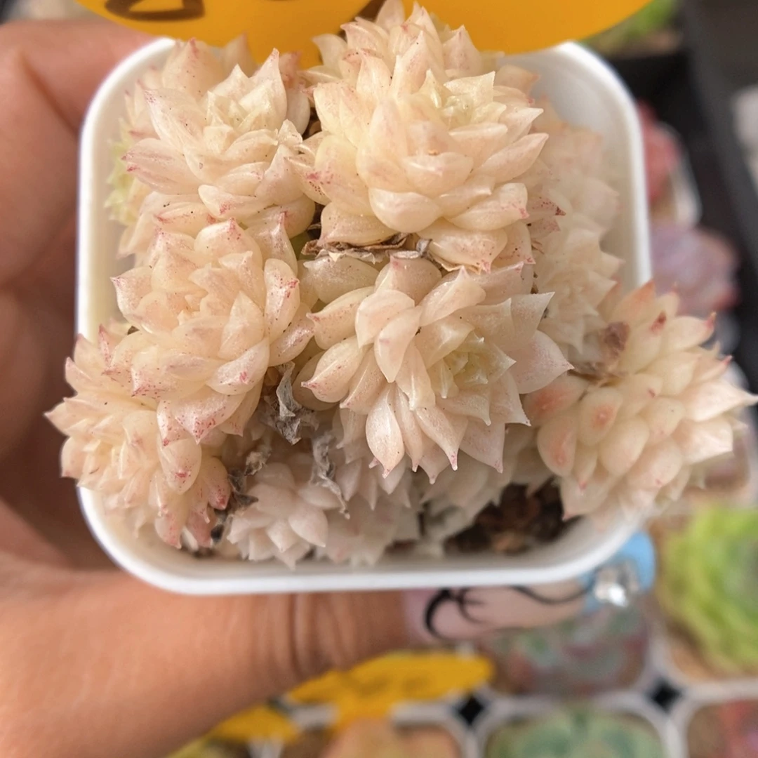 粉油透麦秆群生809号