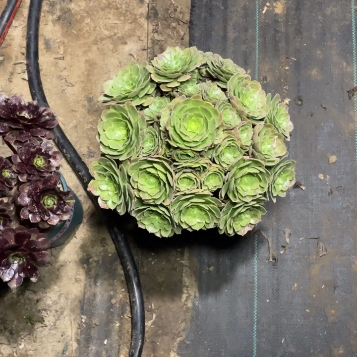 25万圣夜多肉植物
