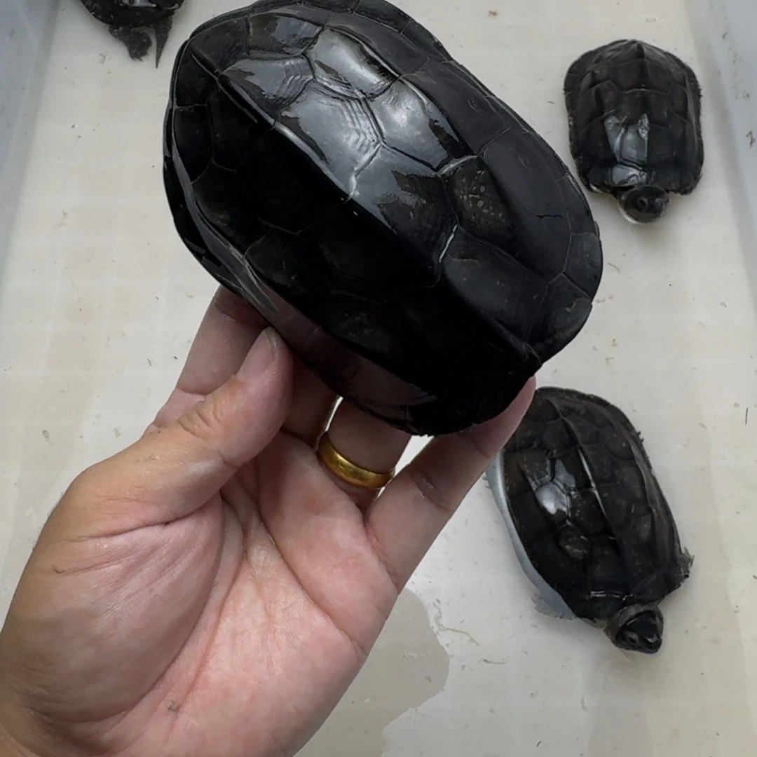 中华草龟公碳墨龟