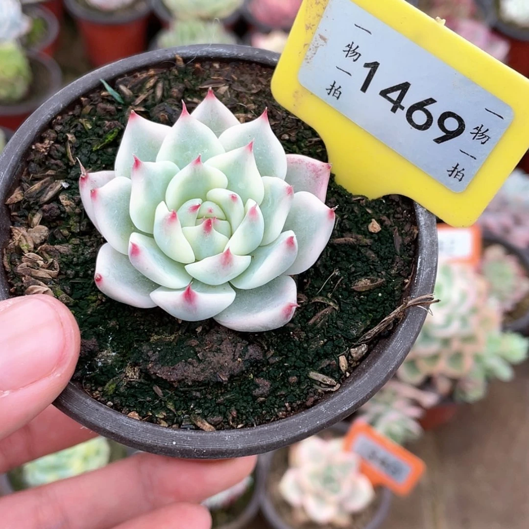 【闪购商品】1469吉娃娃锦