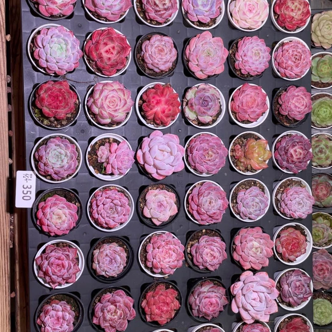 花利美4-350框拍48颗含盆土托架