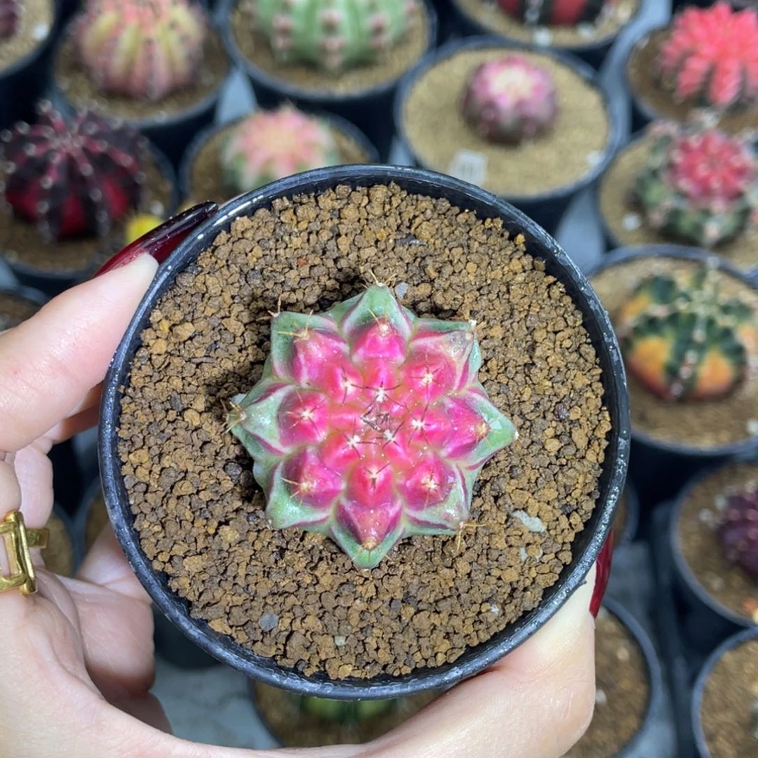 米哈星球00000000805