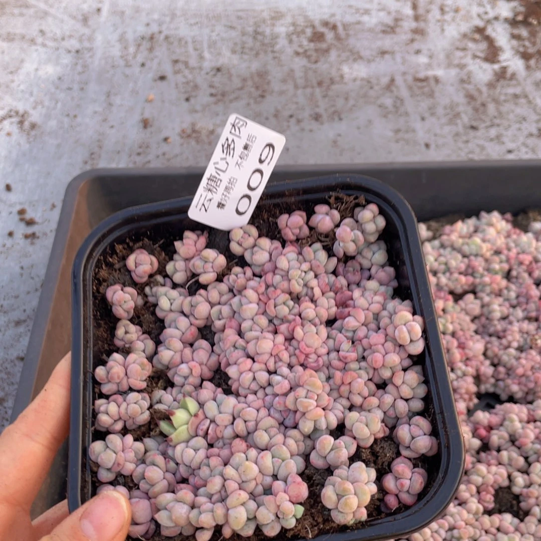 云糖心多肉植物009