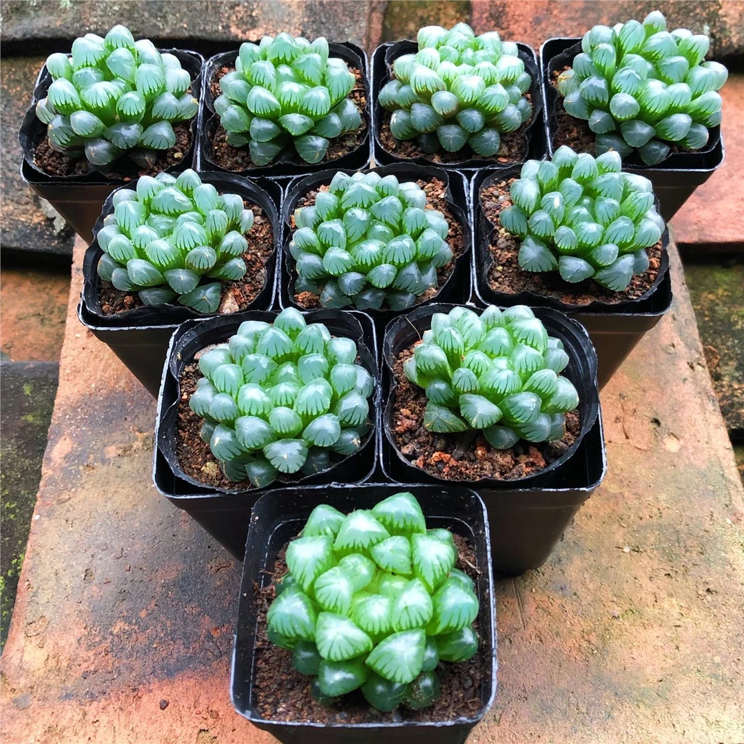 姬玉露【带盆发货】十二卷冰灯黑肌雪花姬寿多肉植物好养迷你盆栽