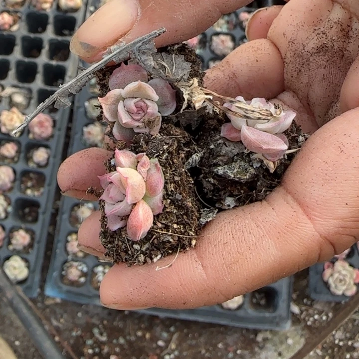 小卡拉米糖心一物一拍