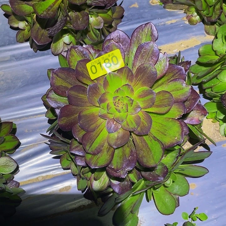 0180花月夜多肉植物