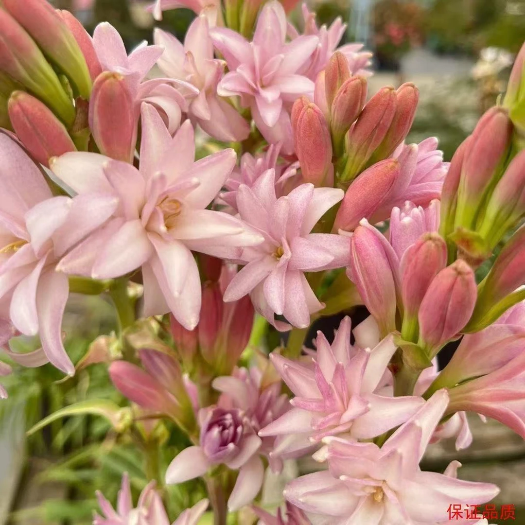 重瓣粉色晚香玉香水制造机盆栽地栽室内外驱蚊驱虫多年生种球