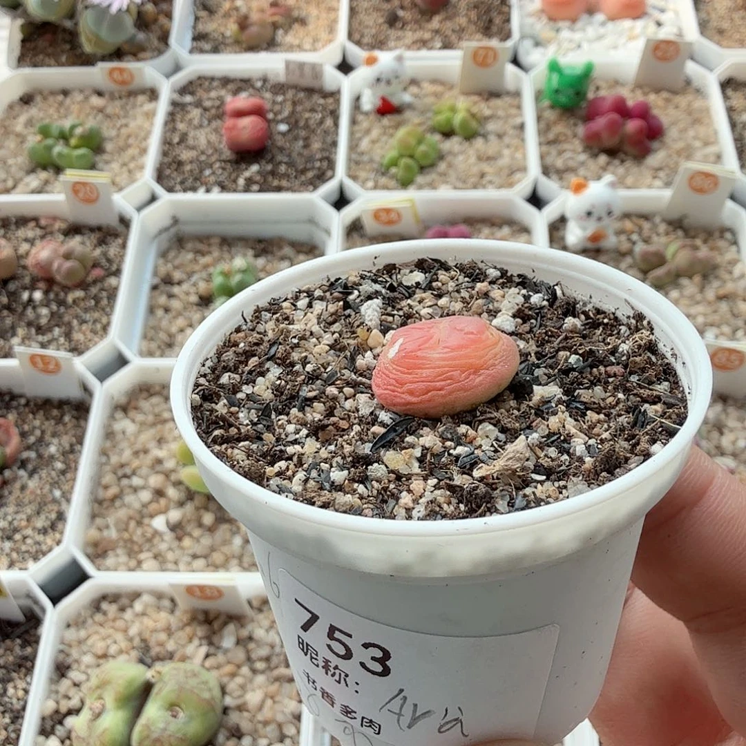 A***ᐝ多肉植物多肉植物