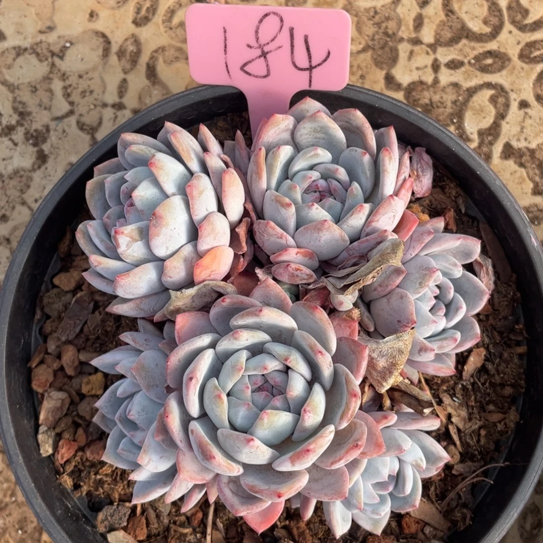 萧***-星影多头群生184号