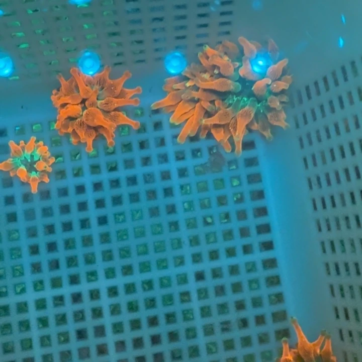 l***奶嘴海葵红奶11111