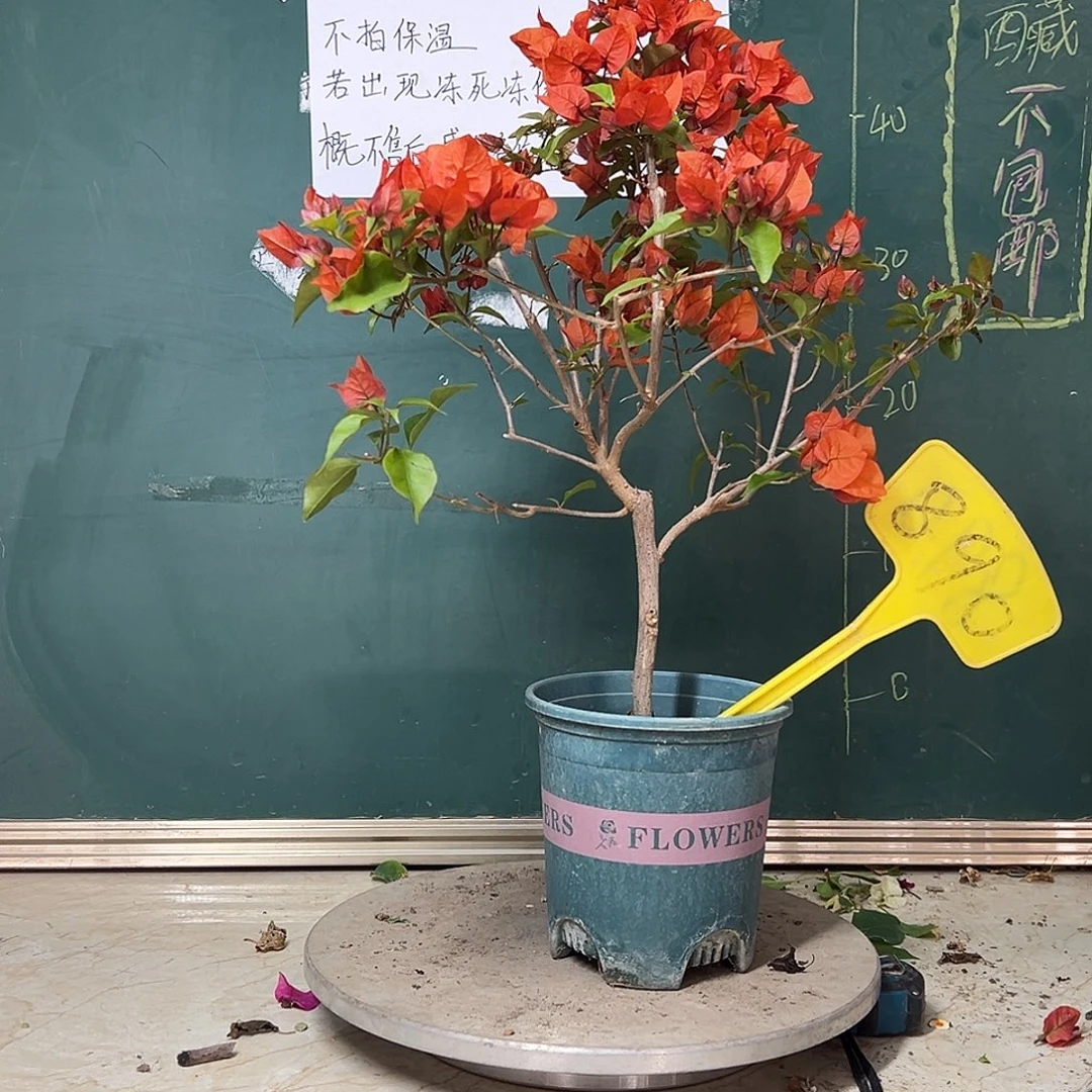 完全开放热火桑巴890