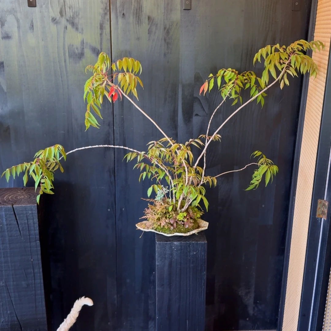 金***无花朵山野草日本盆器