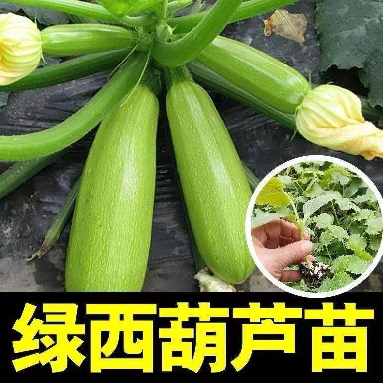西葫芦苗秧苗带土发货南瓜抗病占瓜苗四季各种苗秧蔬菜苗
