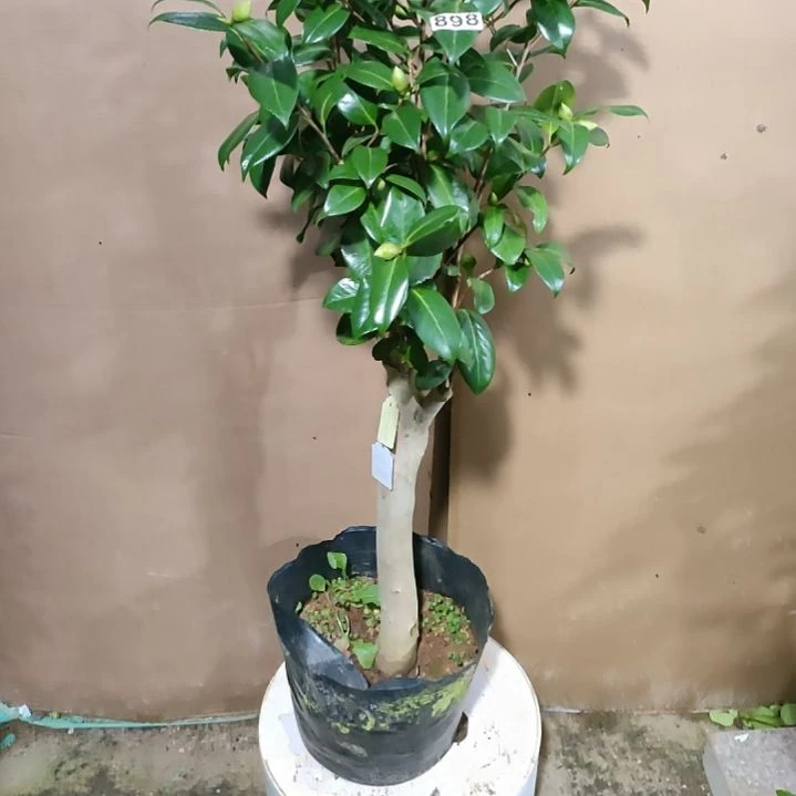 898杂色传奇，原盆原土发货，不包邮