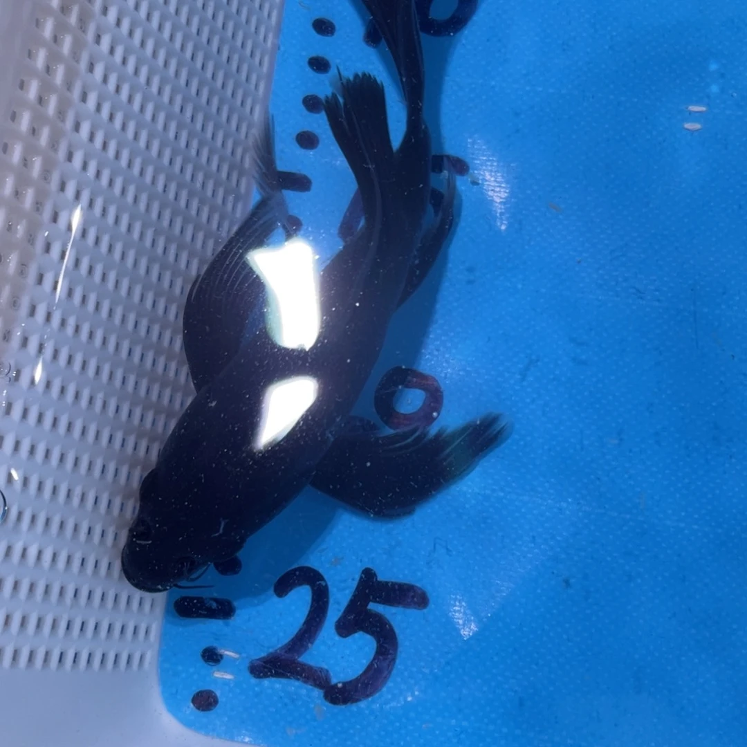 锦鲤蝴蝶锦鲤包邮包邮