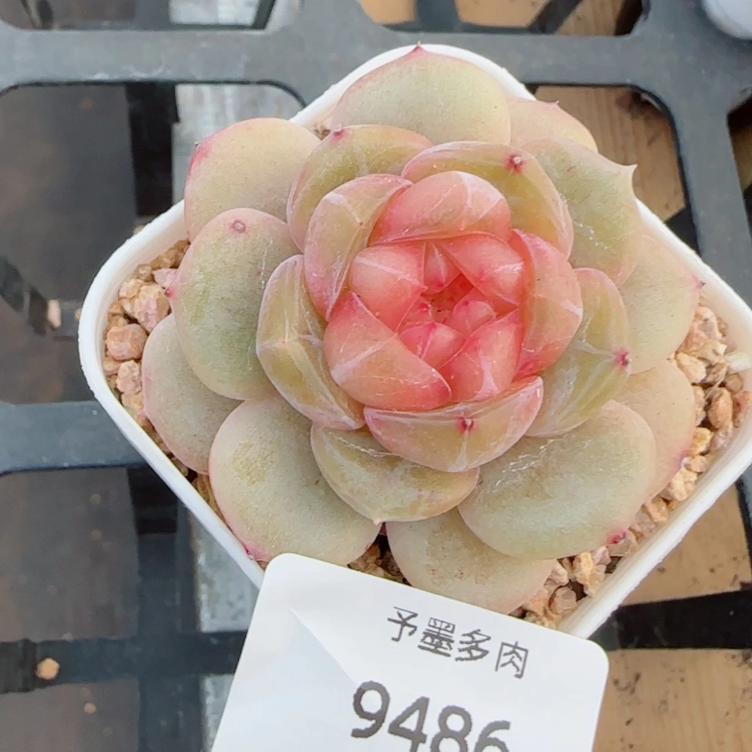 孤品珍妮， 9486多肉植物