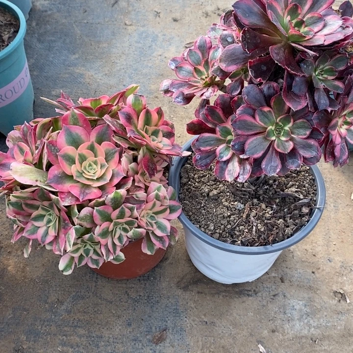 女巫➕香奈儿90多肉植物法师的