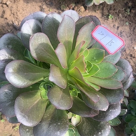 多肉植物魅金201