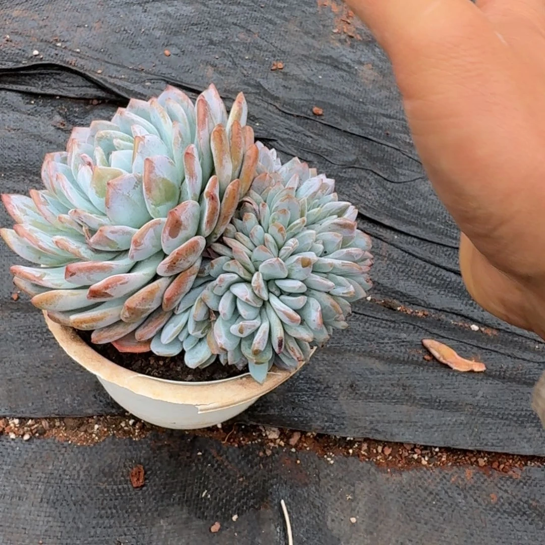 不开花植物白盆朵缀2号棚