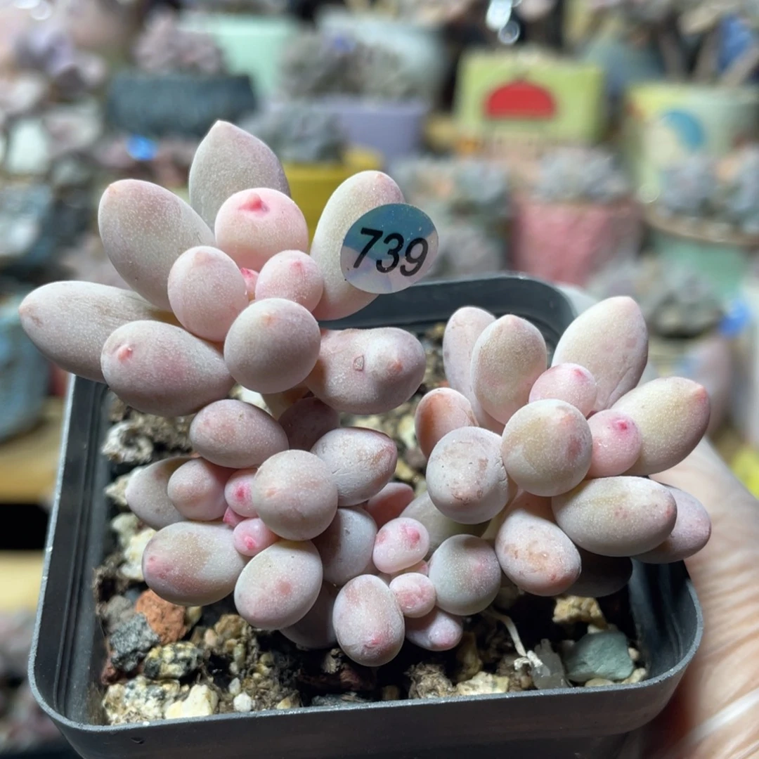 仙子奶酪多肉出奶尖