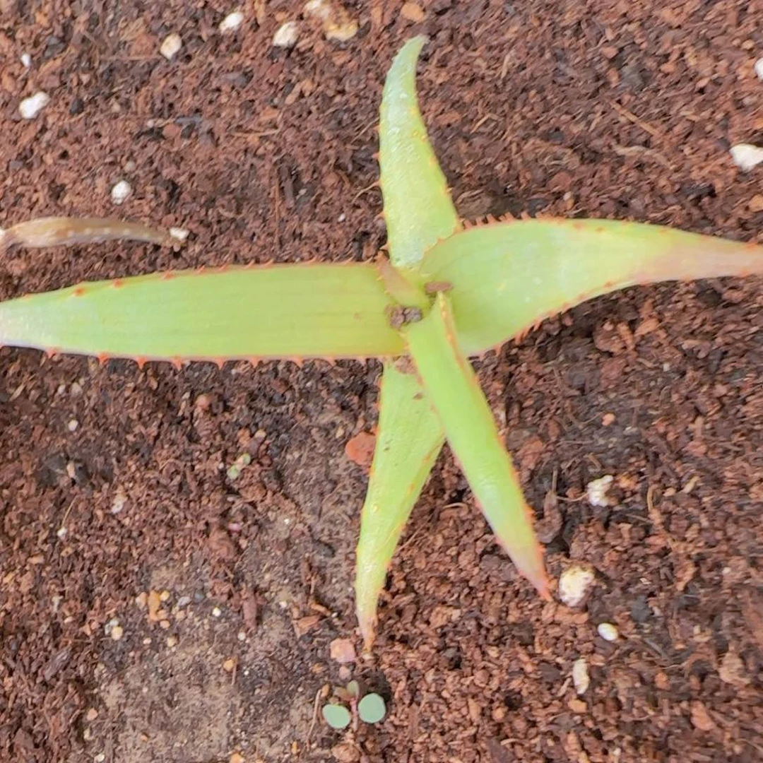 人**测块根植物块根植物块根植物
