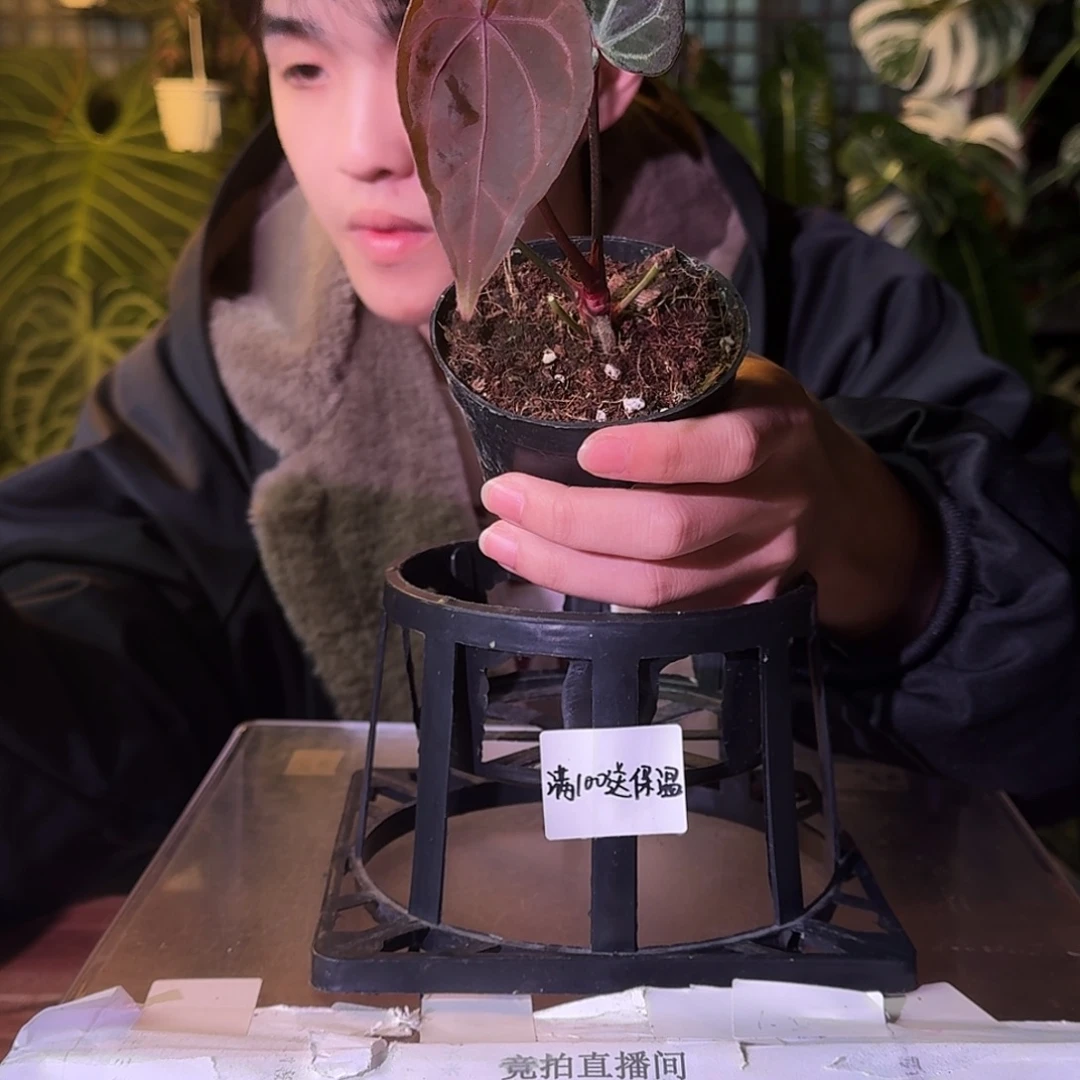 不开花植物G347大风车紫水晶杂米歇尔