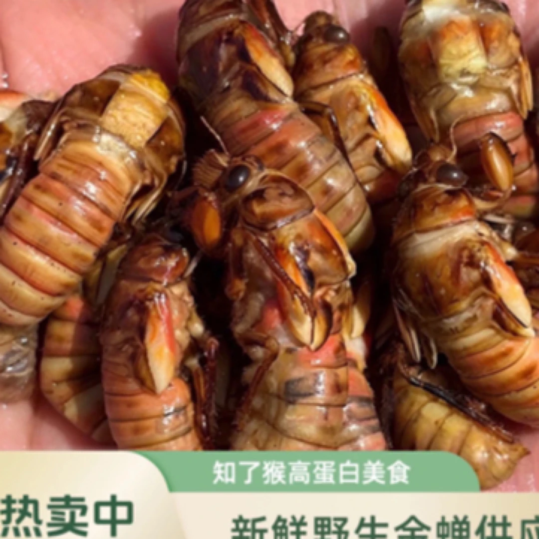 2025新鲜早春金蝉 知了猴 爬叉 1瓶50只 顺丰包邮 油炸爆香