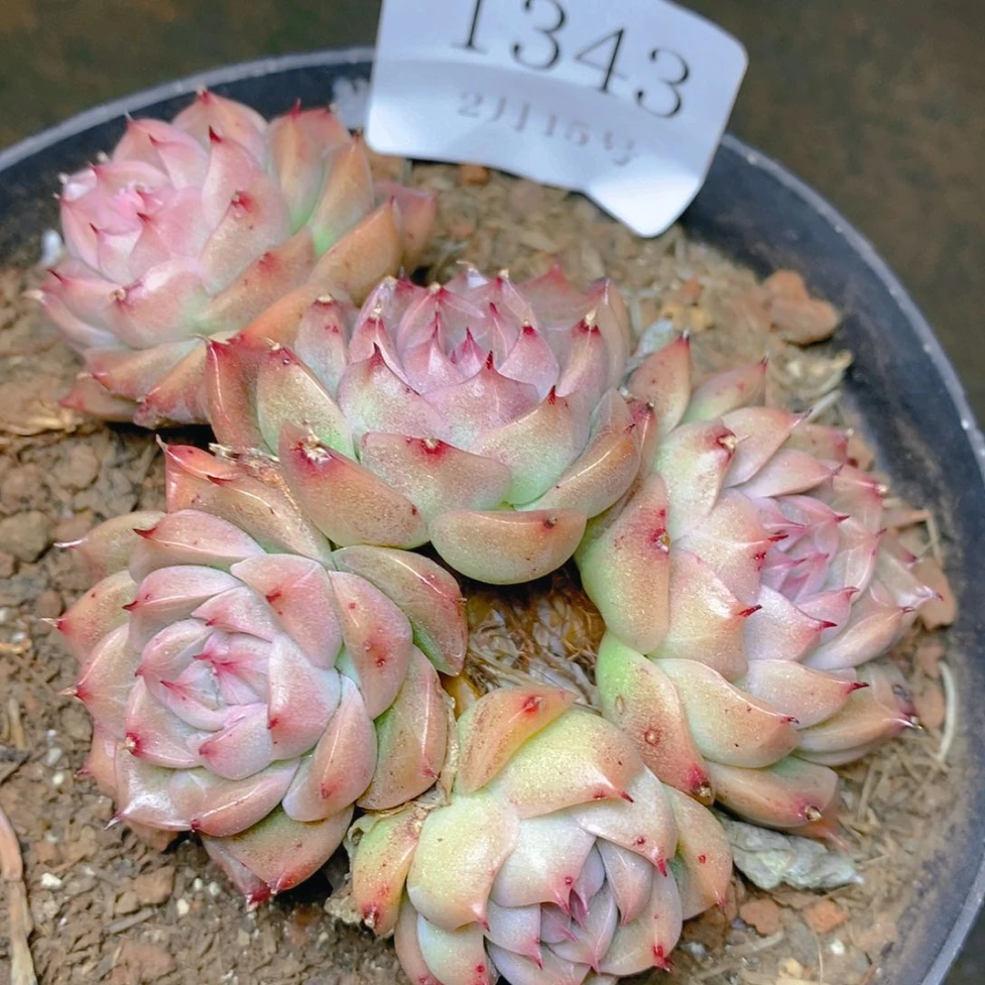 【闪购商品】云1343