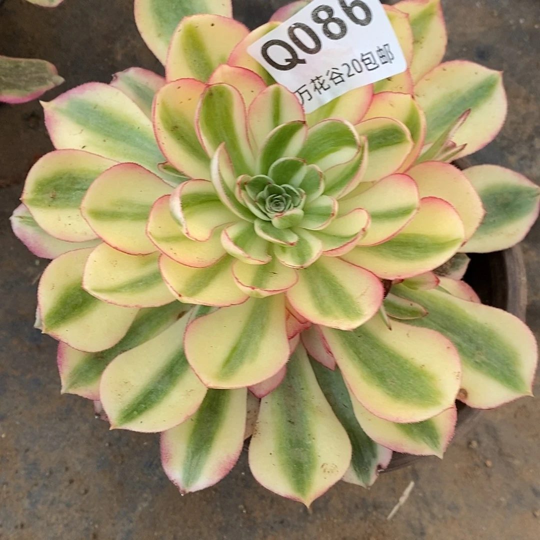 086倾城多肉植物