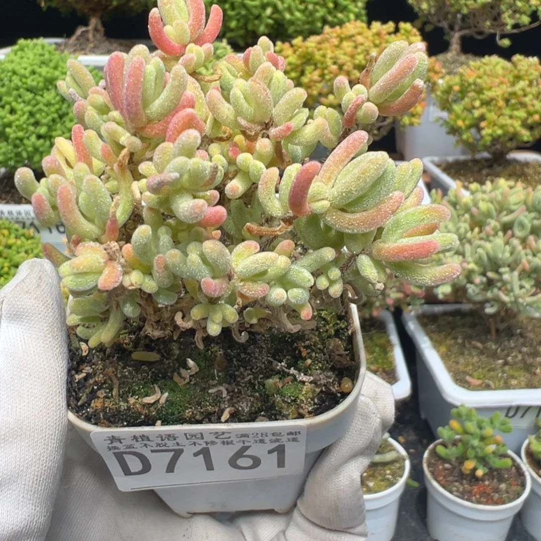 D7161橙叶白锦枝干开播福利