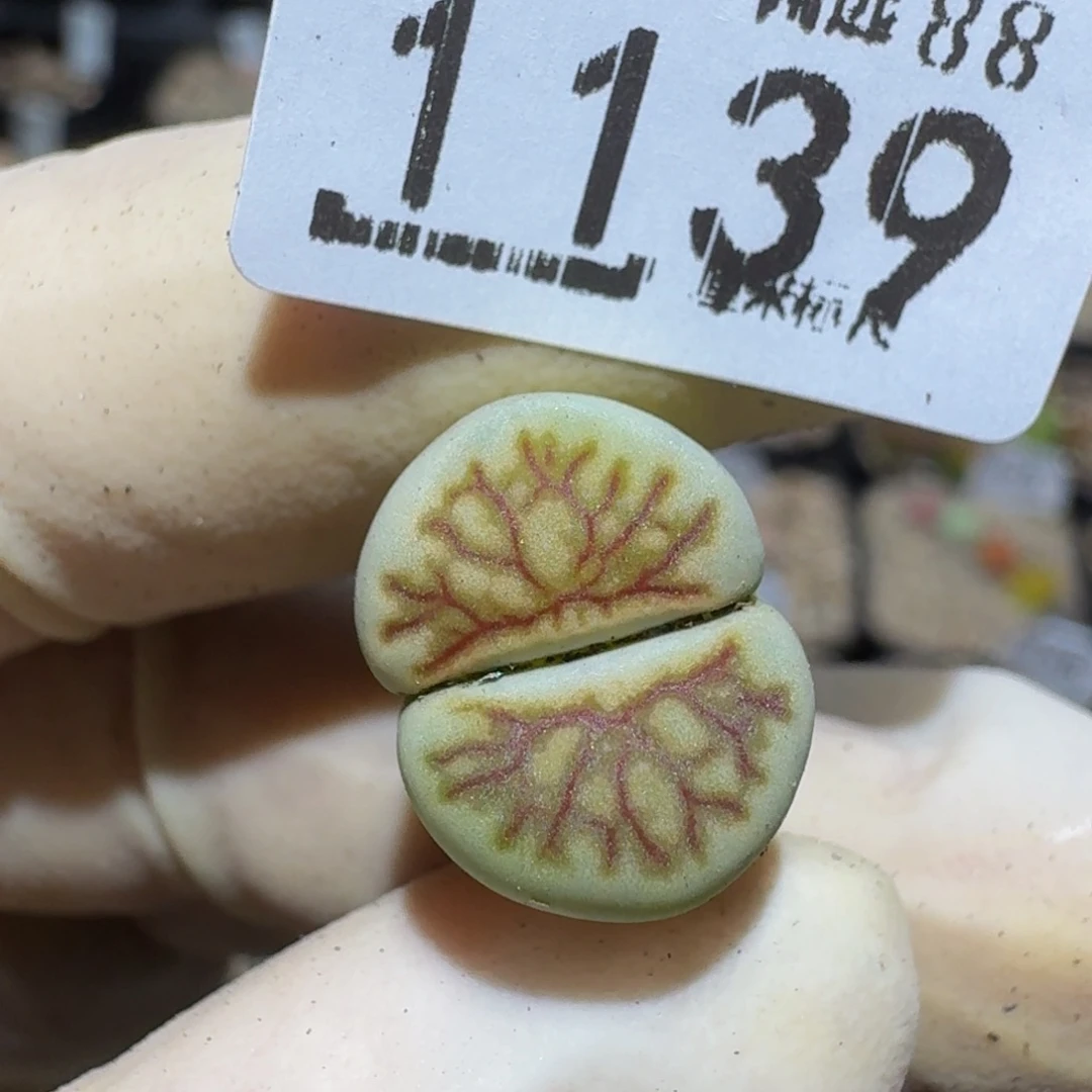 糖***糖zzzz生石花肉锥1139