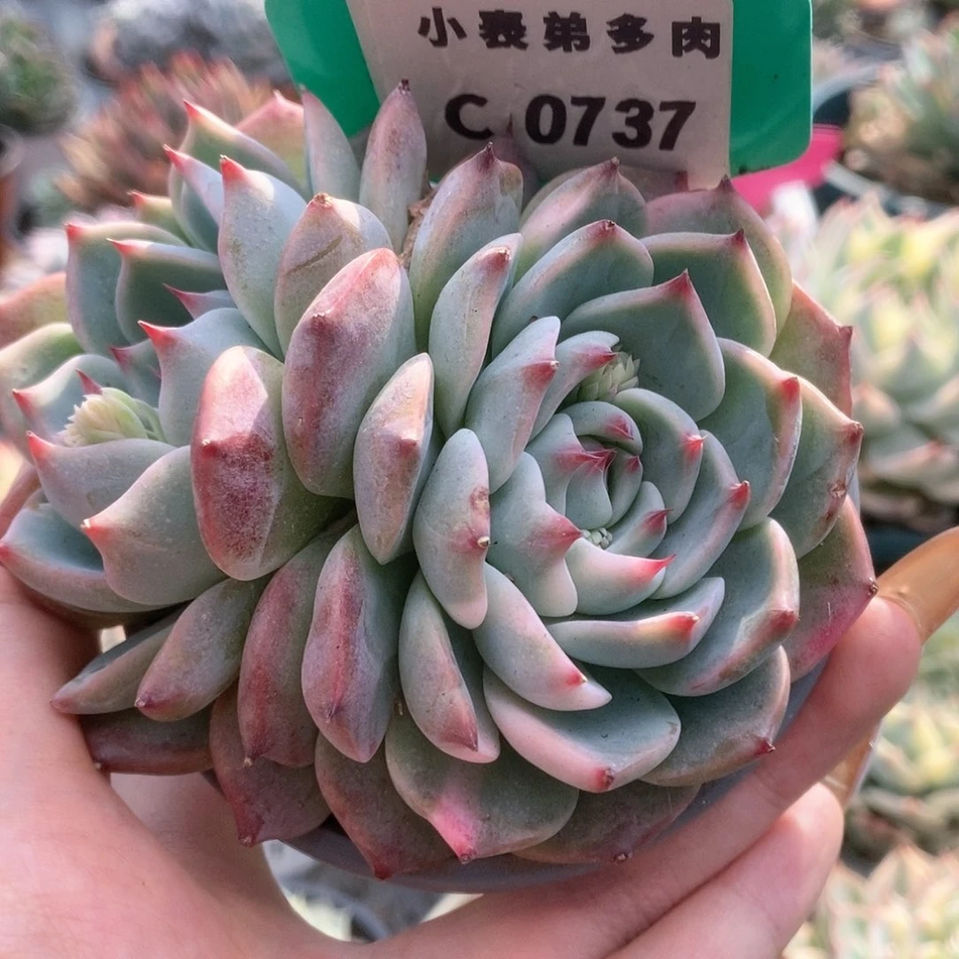 737锦锦锦锦锦锦锦锦