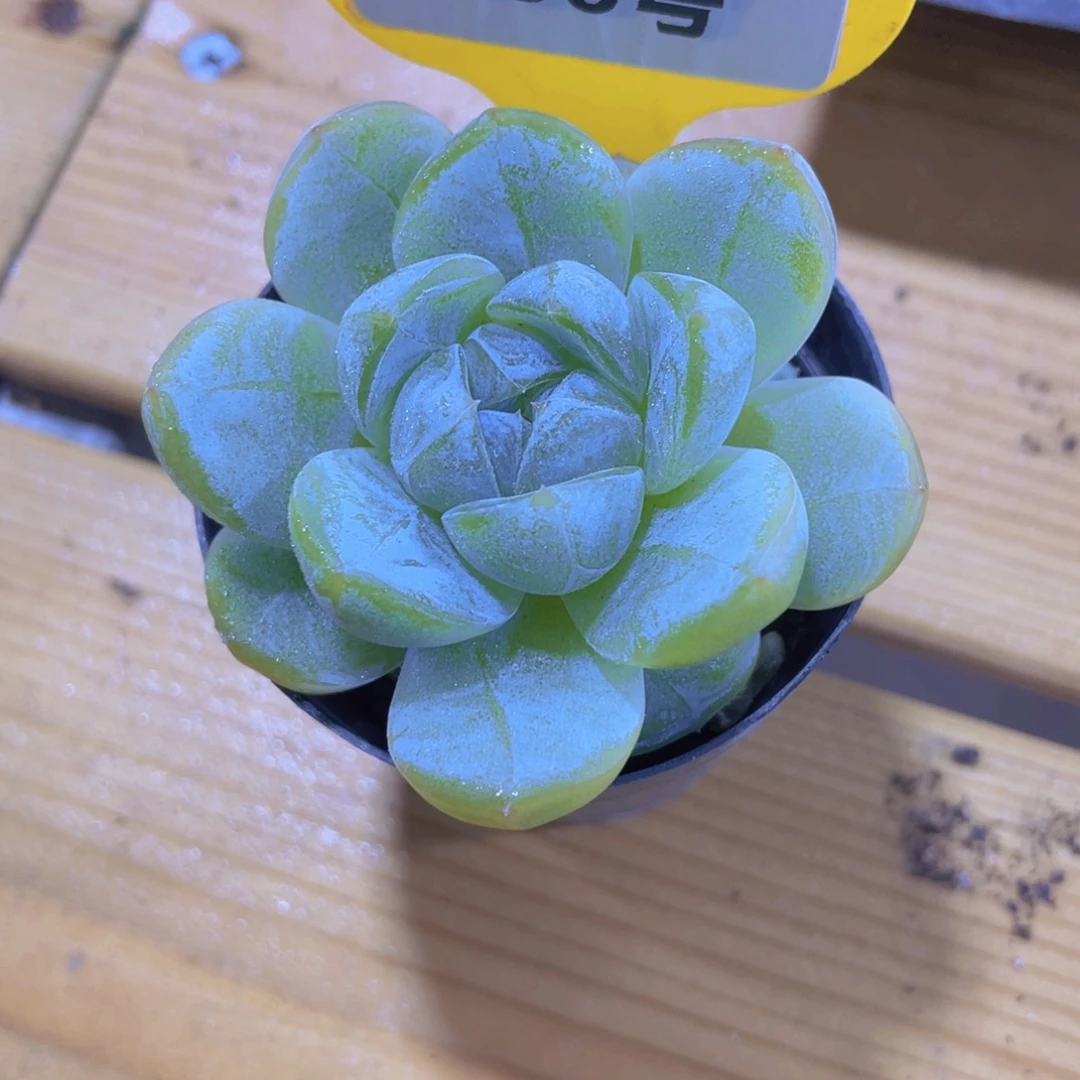 438号 绿透厚叶钻石孤品