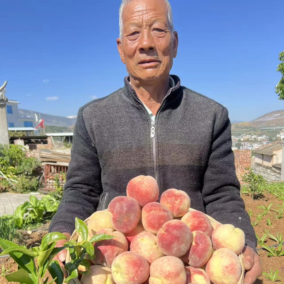 云南大理高山老树冬桃新鲜现摘脆甜家庭装新鲜