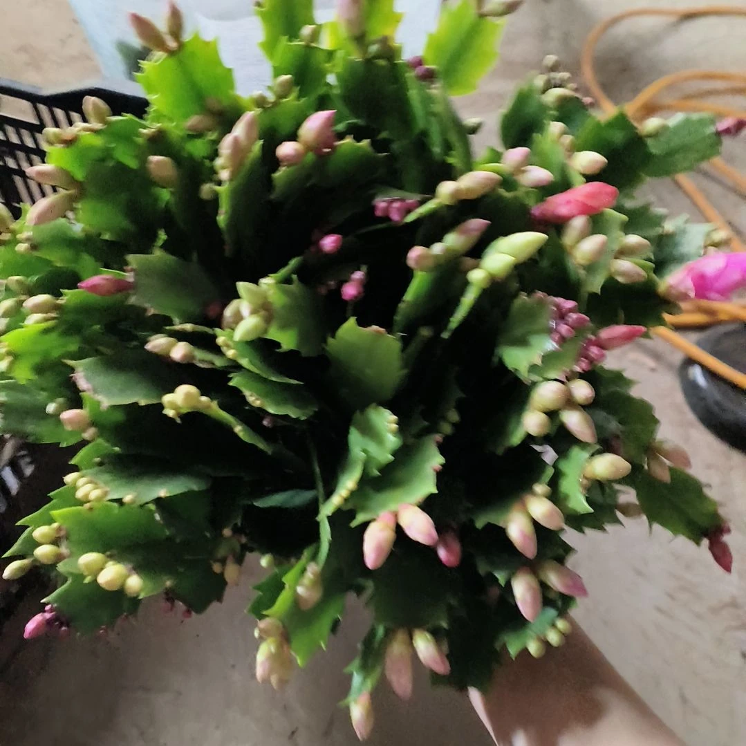 未****多色蟹爪兰一物一拍开花植物