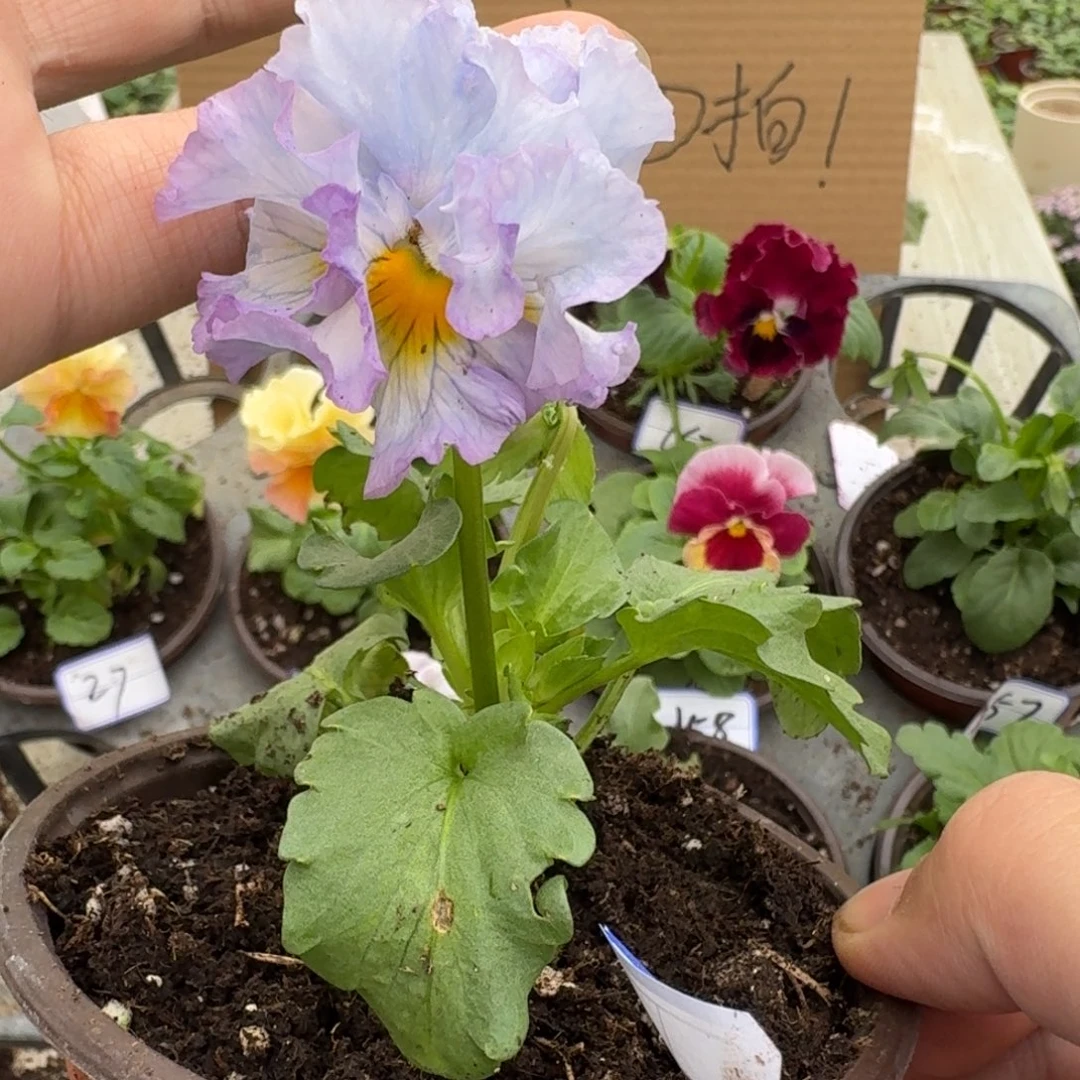 完全开放皱边角堇153