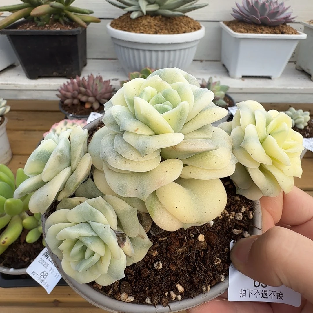 四头可爱玫瑰锦1111-63