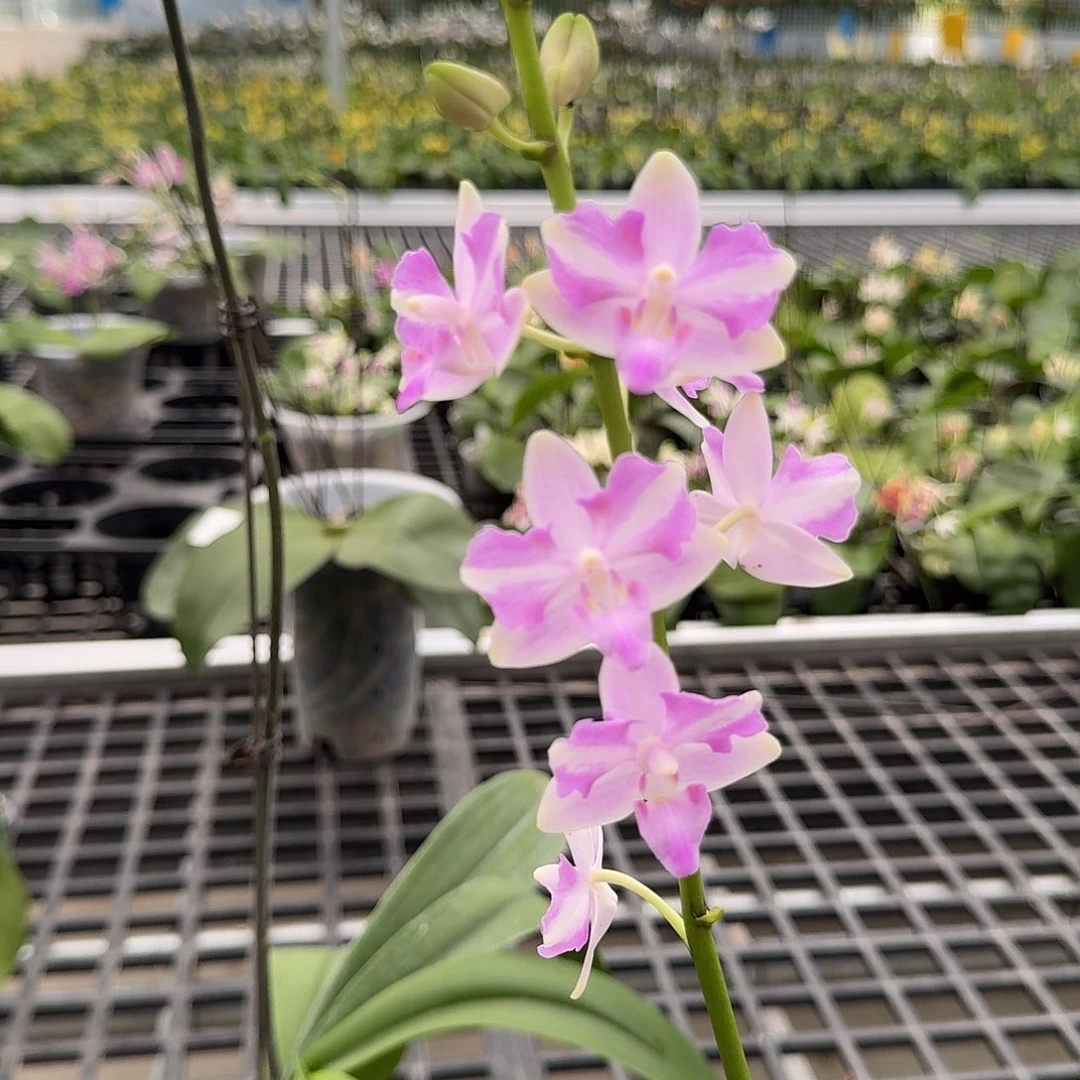 当前无花栽培后可以开花9232 瑕疵4.5 珍叫纱叫4n