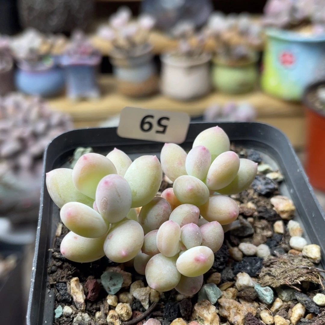 二代苹果奶酪多肉植物