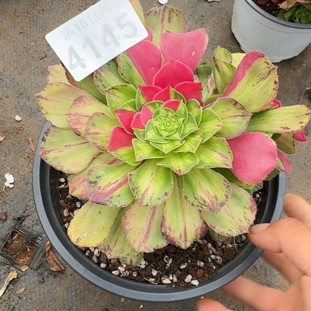 145 知否带根多肉植物