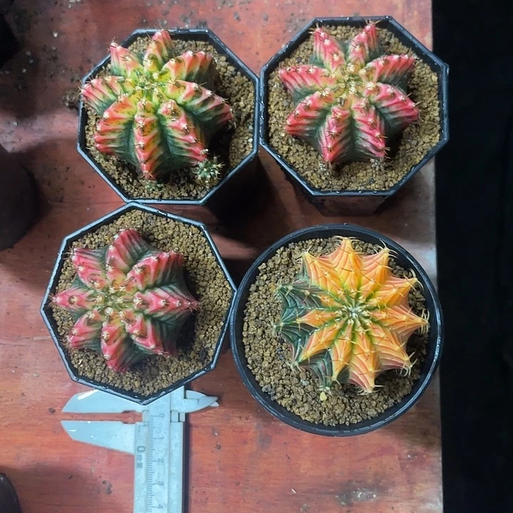 艾*密仙人球好好看好漂亮260