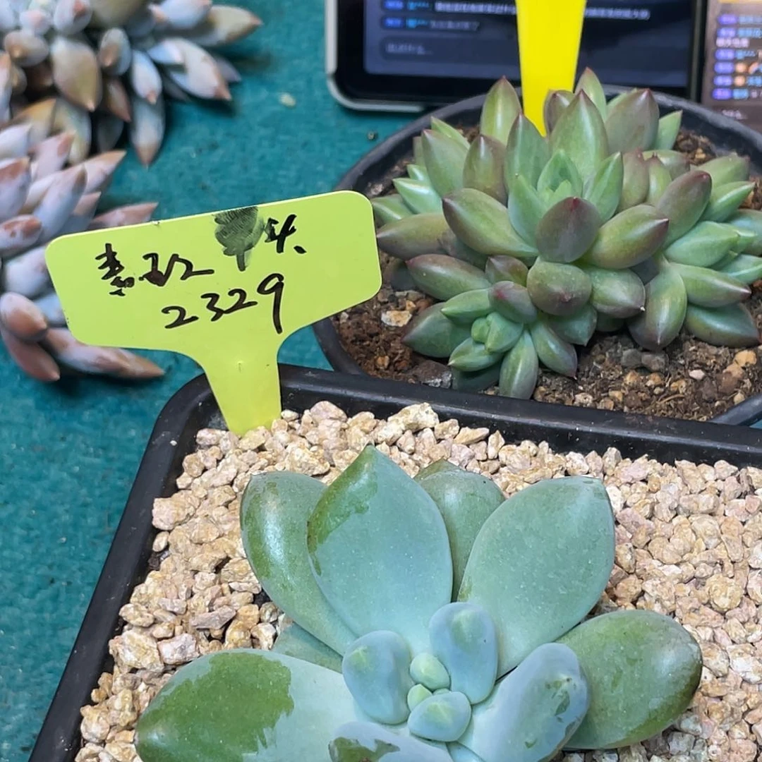 你在家还是，胖体单头哥特2329