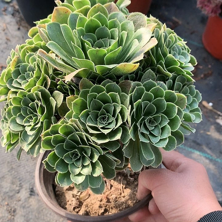 763翡翠玫瑰多肉植物