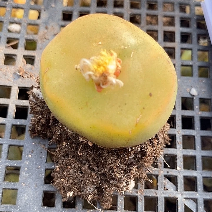 a***d4554一颗巨大