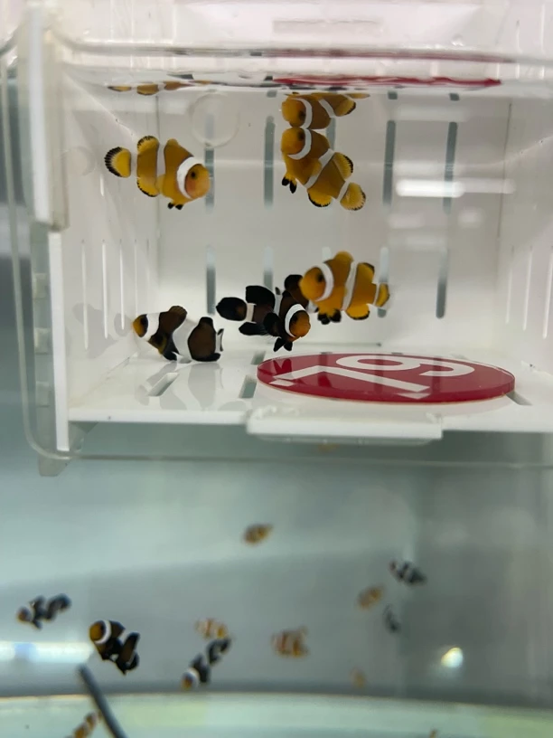 小丑鱼活体活鱼公子3条  奥黑2条  奥黑礼服1条